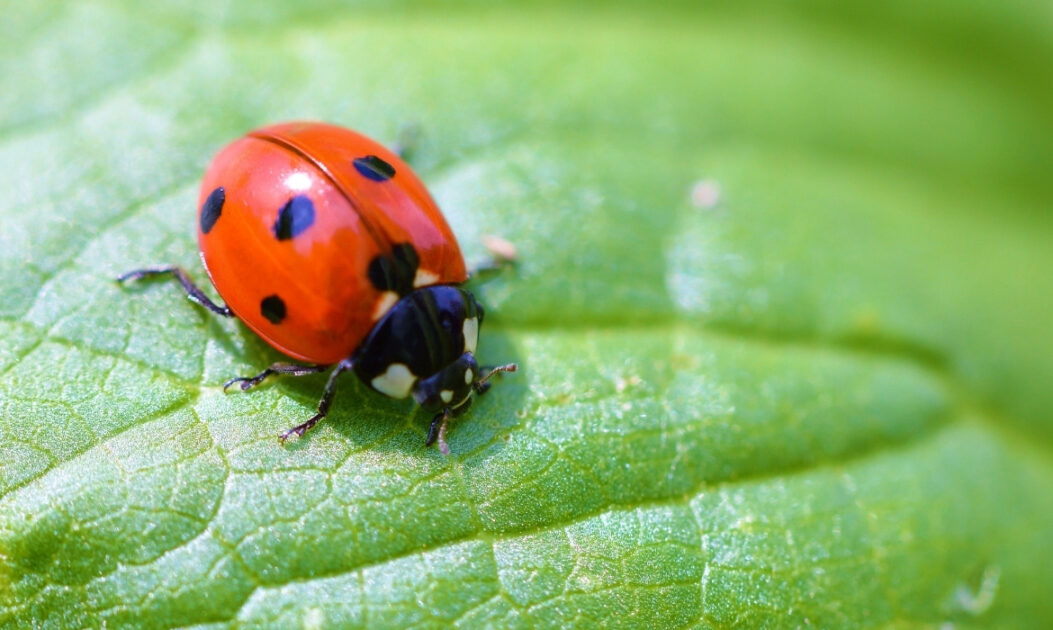 Joaninha sobre folha ajudando no controle natural de pragas em horta sem agrotóxicos.