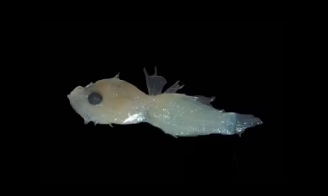 Larva de peixe-leão na Amazônia com 3,9 mm encontrada por pesquisadores na costa norte do Brasil