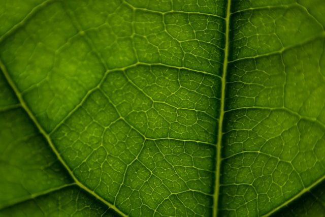 leo visions afAnY5KXLrM unsplash 1