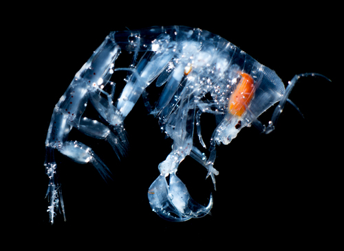 Phronima (Phronima sedentaria)