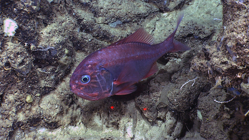 Olho-de-Vidro (Hoplostethus atlanticus)