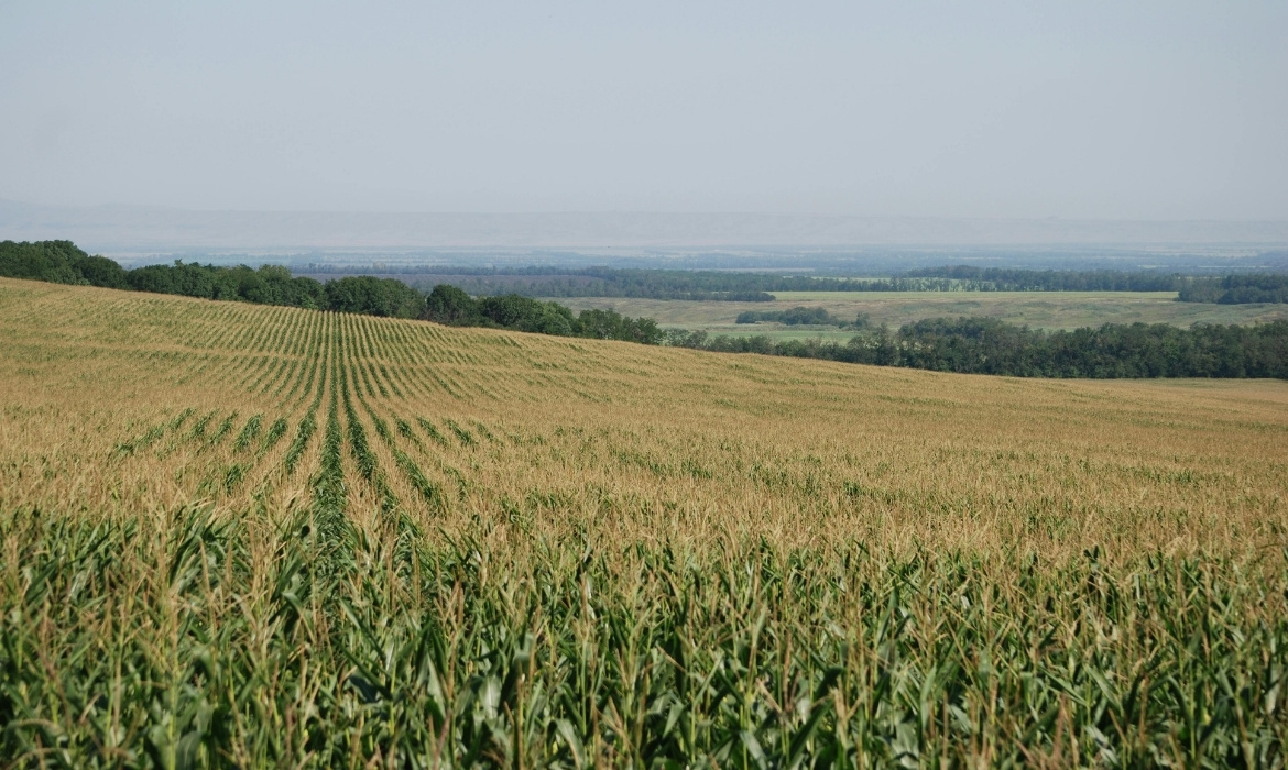 Plantação de milho em fase de crescimento, cultura sensível às variações no preço dos fertilizantes.