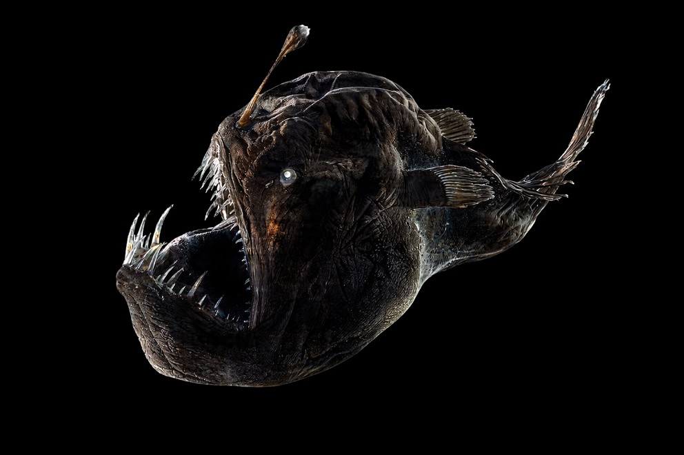 Peixe "Diabo negro" (Melanocetus johnsonii)