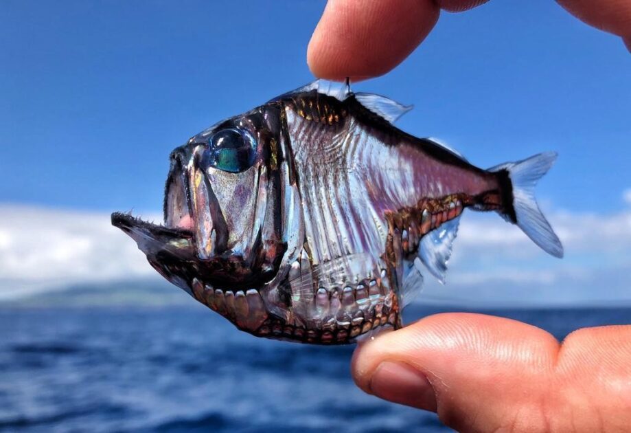 Peixe-Machadinha (Sternoptyx diaphana)