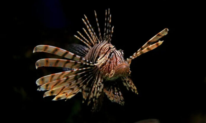 Peixe-leão na Amazônia exibindo suas nadadeiras venenosas em ambiente marinho
