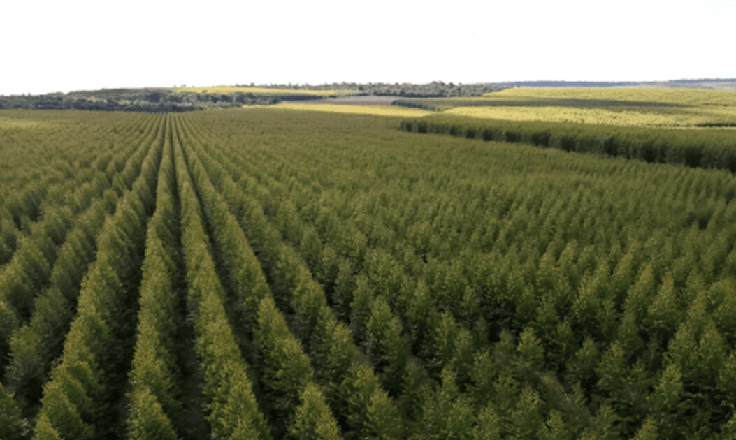 Plantação de eucalipto em sistema de silvicultura no Brasil, com árvores alinhadas para produção de madeira, contrastando com a floresta em pé nativa.
