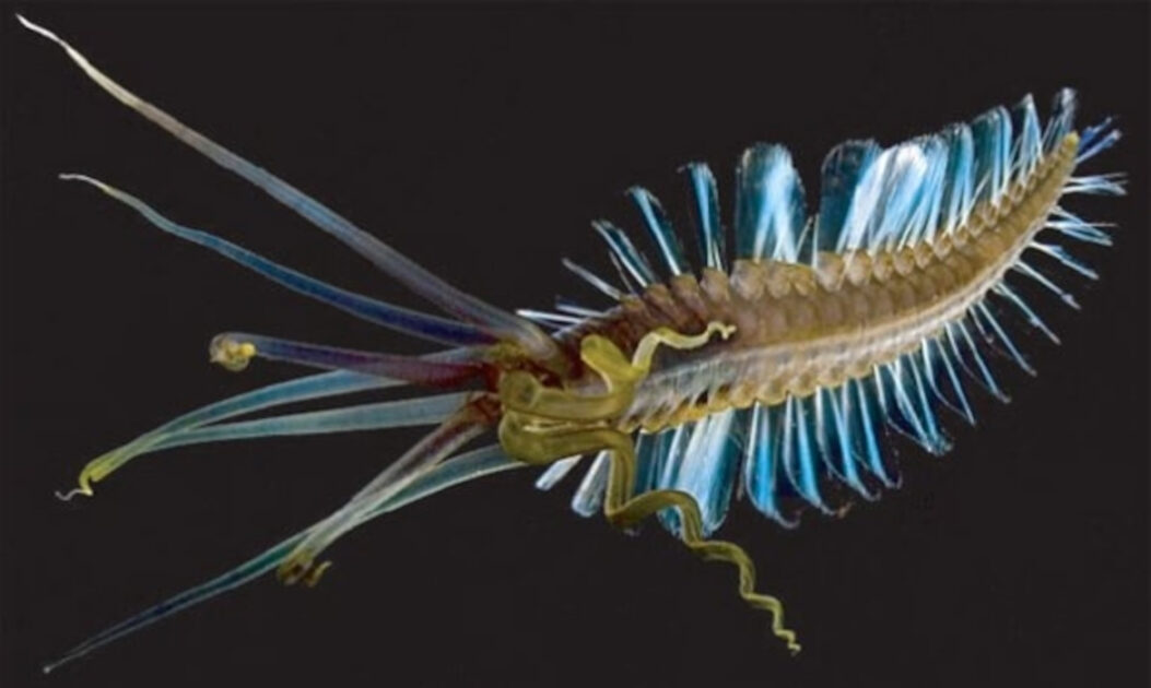 Verme-Lula (Teuthidodrilus samae)