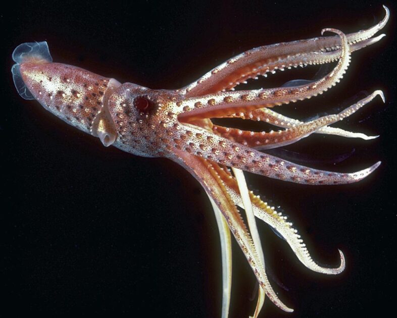 Lula-Joia (Histioteuthis bonnellii)