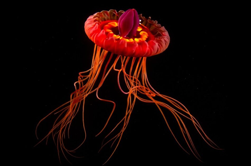 Água-viva Atolla (Atolla wyvillei)