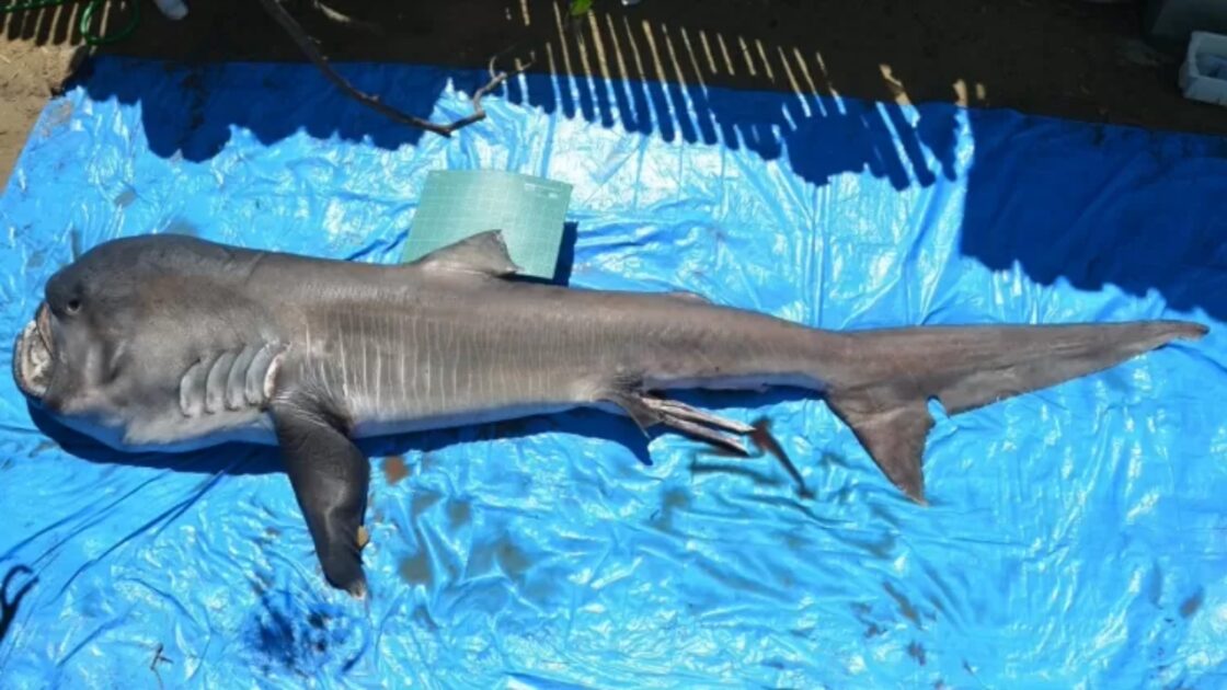 Tubarão-Boca-Grande (Megachasma pelagios)