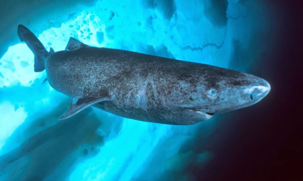 Tubarão-da-Groenlândia (Somniosus microcephalus)