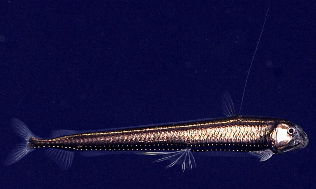 Peixe-Víbora (Chauliodus sloani)