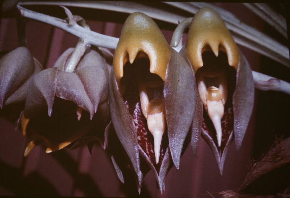 Cataseto (Catasetum macrocarpum)

As orquídeas estão entre as flores da Amazônia mais sofisticadas e diversas, conhecidas pela variedade impressionante de formas, cores e aromas. Muitas espécies vivem sobre troncos e galhos, usando as árvores apenas como suporte, em uma relação harmônica com o ambiente. 