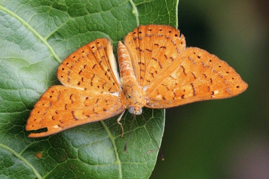 1280px Emesis Emesis Cerea