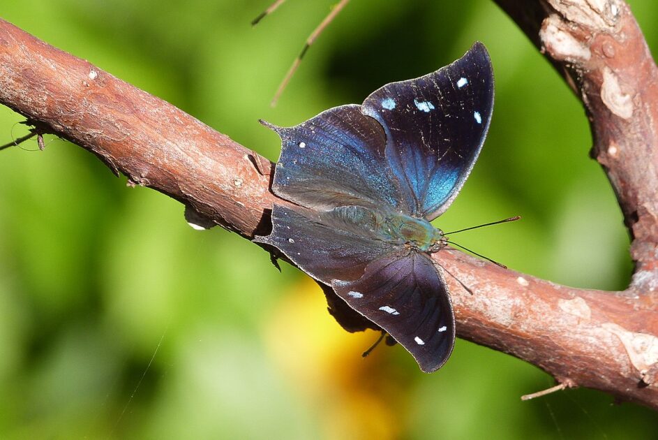 Finge-folha (Memphis spp.)