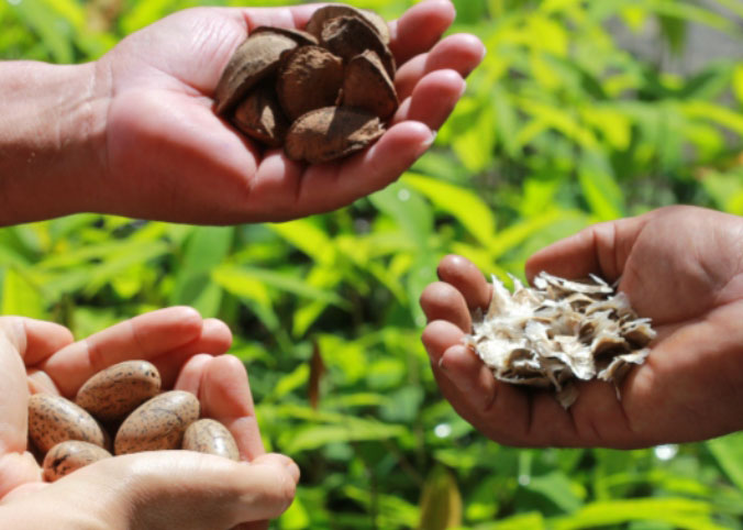 230808 EstudoBioeconomiaAmazonia Ronaldo Rosa VALE sementes