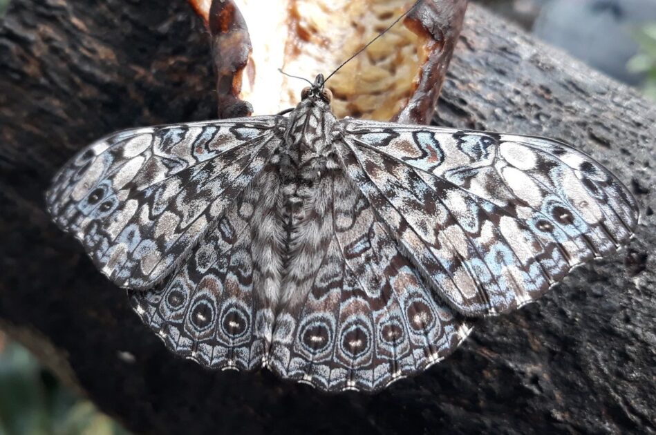 Borboleta-estaladeira (Hamadryas feronia)