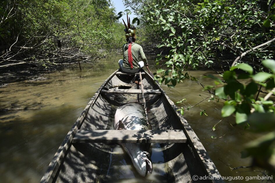 Indígenas Deni transportando pirarucu em canoas, atividade ameaçada pela mineração em terras indígenas e contaminação dos rios