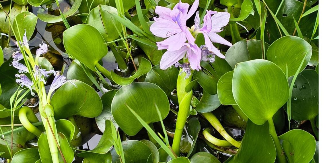flores da Amazônia com cores vibrantes em ambiente de floresta tropical

Aguapé (Eichhornia sp.)