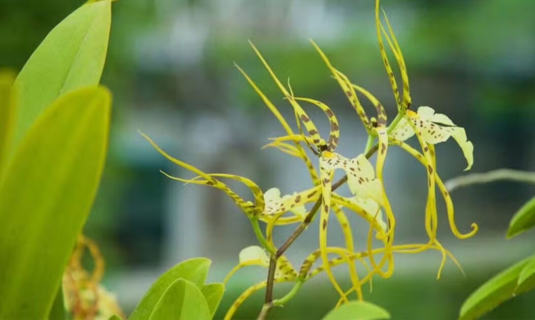 Orquídea-aranha (Brassia chloroleuca) - Foto: Canva Pro/Creative Commons 

As orquídeas estão entre as flores da Amazônia mais sofisticadas e diversas, conhecidas pela variedade impressionante de formas, cores e aromas. Muitas espécies vivem sobre troncos e galhos, usando as árvores apenas como suporte, em uma relação harmônica com o ambiente. 