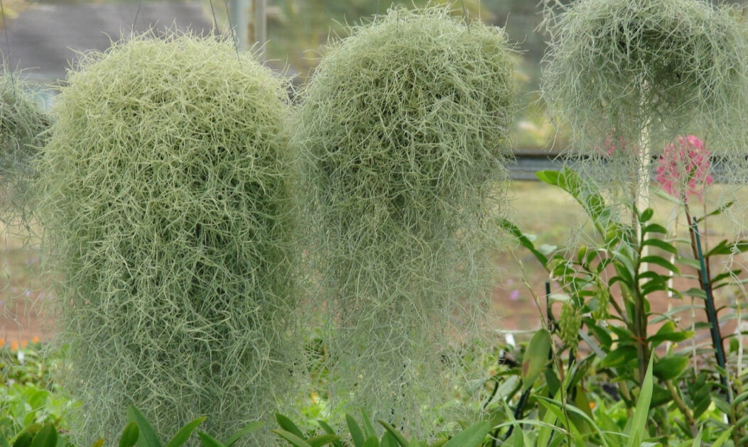 As bromélias (família Bromeliaceae) estão entre as mais emblemáticas flores da Amazônia, presentes em diferentes formas e tamanhos. 

Barba-de-velho / bromélia-aérea (Tillandsia bulbosa)