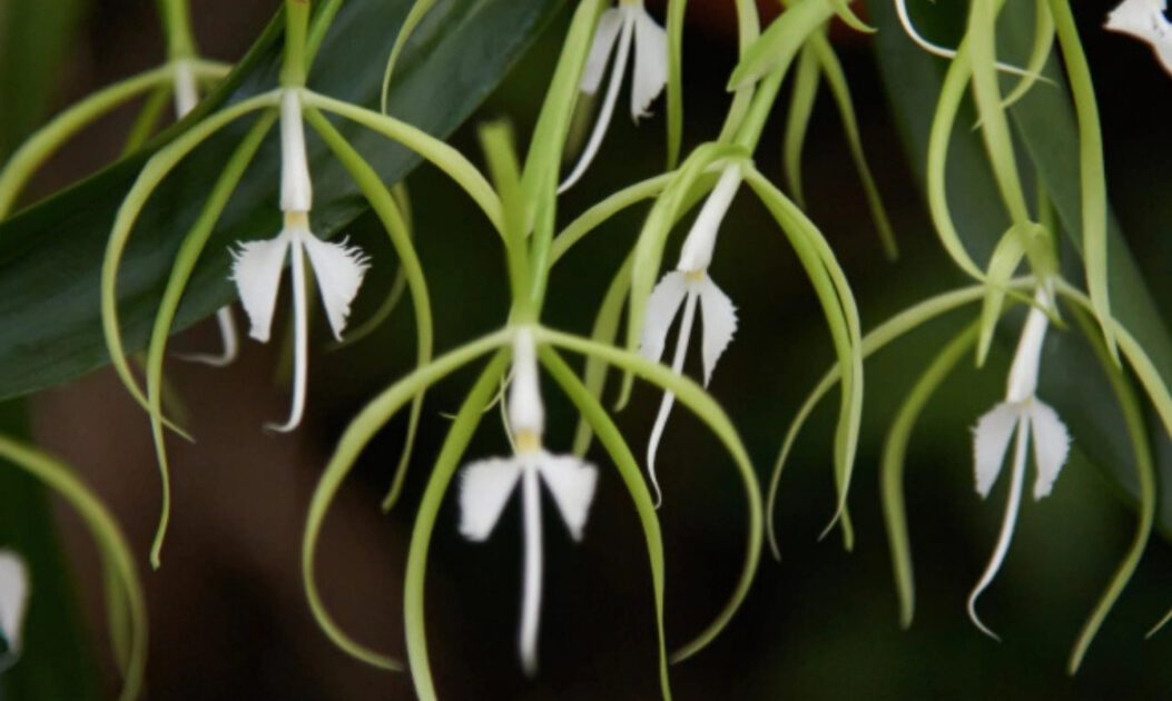 As orquídeas estão entre as flores da Amazônia mais sofisticadas e diversas, conhecidas pela variedade impressionante de formas, cores e aromas. Muitas espécies vivem sobre troncos e galhos, usando as árvores apenas como suporte, em uma relação harmônica com o ambiente. 

Orquídea-noturna (Epidendrum nocturnum)