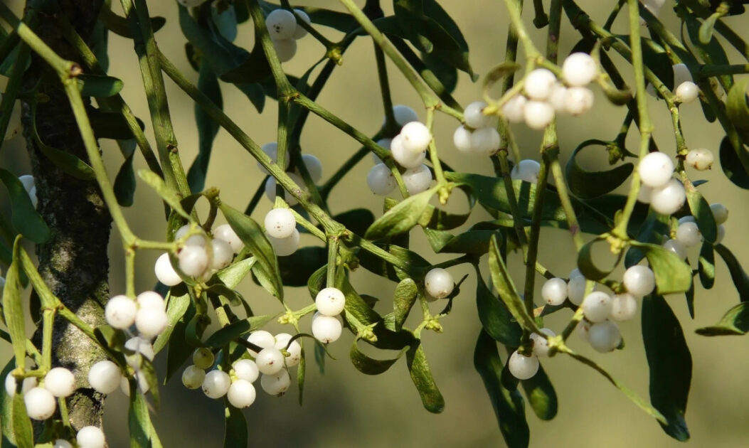 flores da Amazônia com cores vibrantes em ambiente de floresta tropical

Erva-de-passarinho/visco (Psittacanthus robustus)