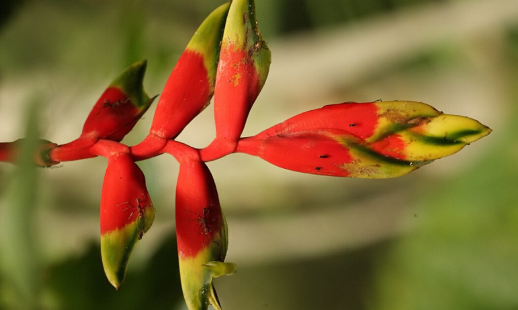 Helicônia-do-Juruá (Heliconia juruana)

flores da Amazônia com cores vibrantes em ambiente de floresta tropical