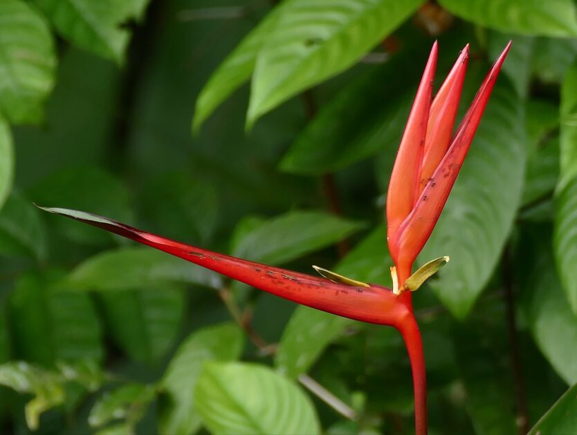 Helicônia-de-folha-estreita (Heliconia acuminata)

flores da Amazônia com cores vibrantes em ambiente de floresta tropical