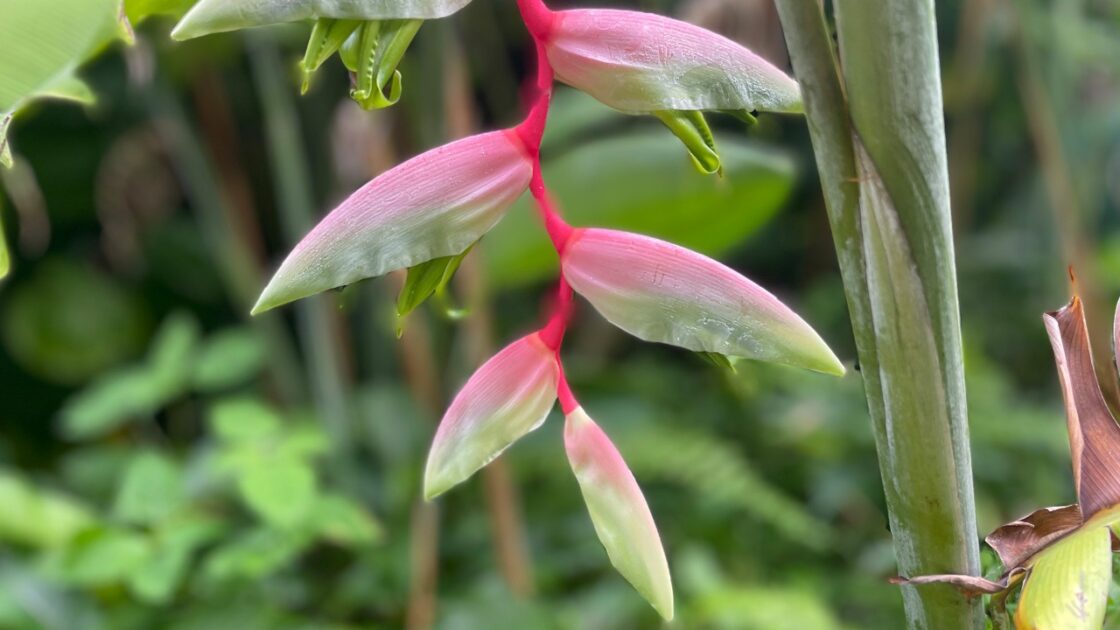 flores da Amazônia com cores vibrantes em ambiente de floresta tropical

Caetê-bravo (Heliconia chartacea)