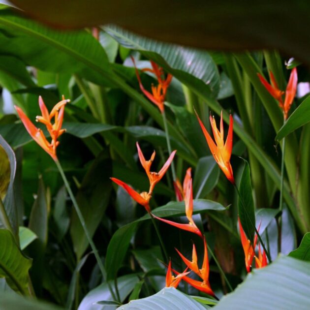 flores da Amazônia com cores vibrantes em ambiente de floresta tropical

Helicônia-densa (Heliconia densiflora)
