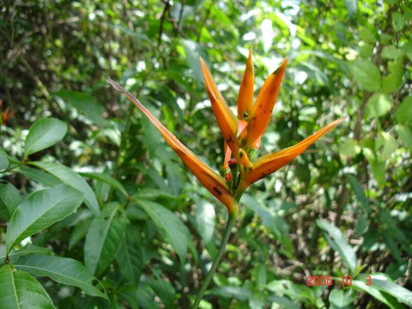 flores da Amazônia com cores vibrantes em ambiente de floresta tropical

Helicônia-peluda (Heliconia hirsuta)