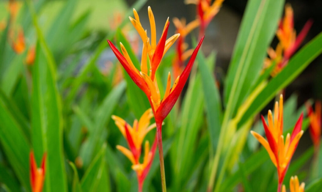 Heliconia psittacorum flores da Amazônia em close com pétalas detalhadas e cores vibrantes

Helicônia-papagaio (Heliconia psittacorum)