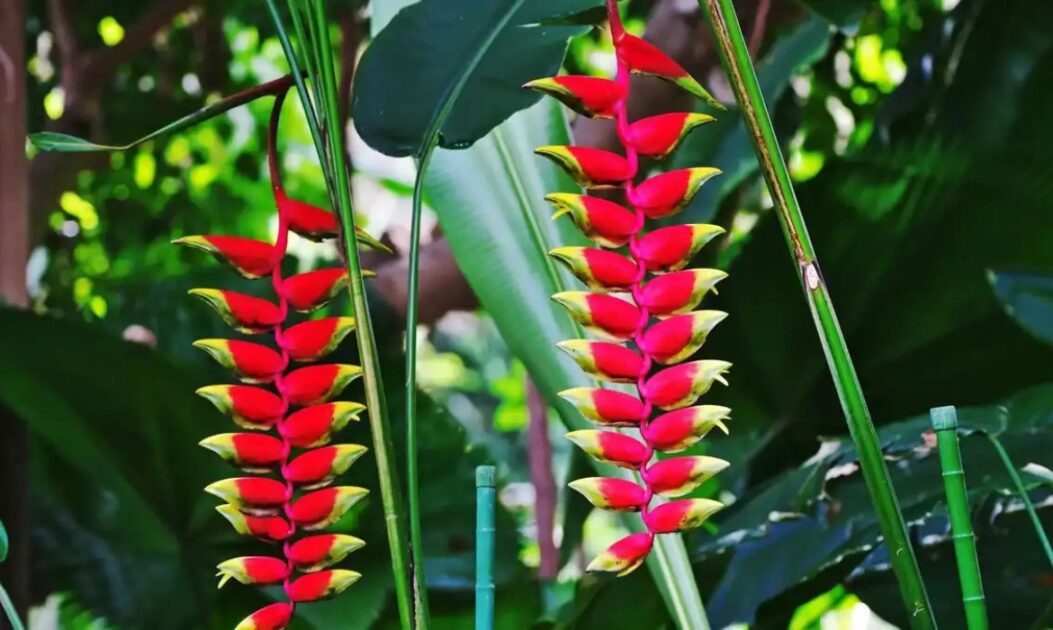 flores da Amazônia com cores vibrantes em ambiente de floresta tropical

Helicônia-pendente (Heliconia rostrata) - Foto: Cultivar Jardinagem 
