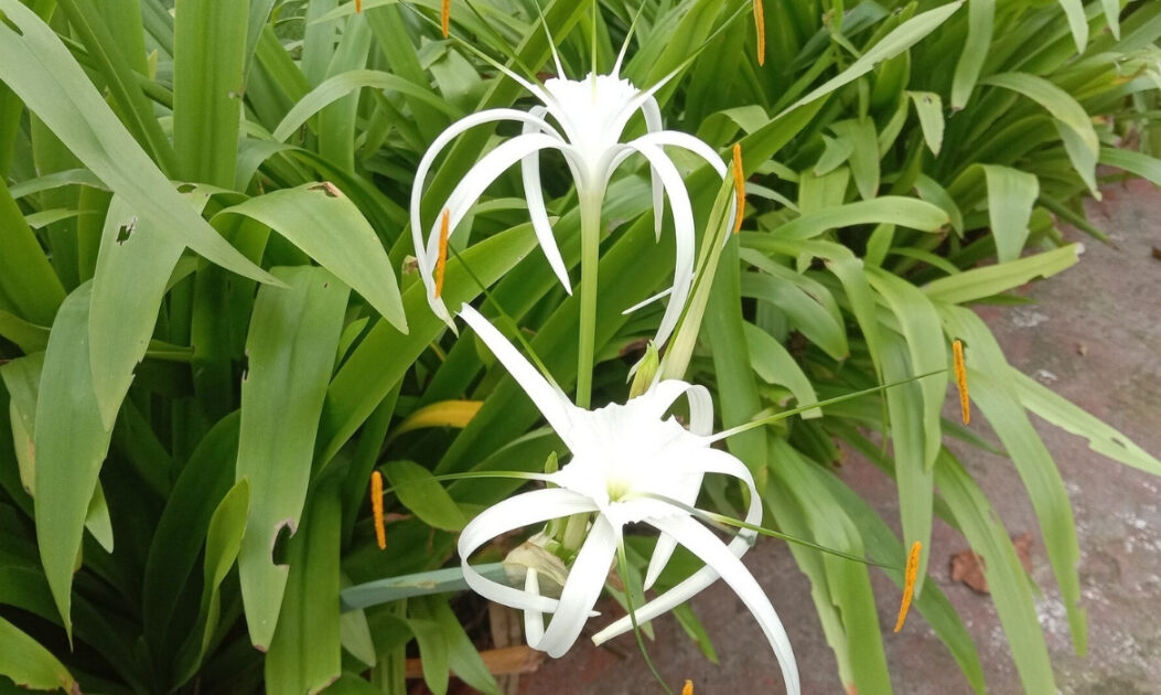 As plantas da família Zingiberaceae reúnem algumas das flores da Amazônia mais aromáticas e visualmente marcantes da floresta, conhecidas pelas inflorescências exóticas e pelo uso em especiarias, medicina e cosmética.

Lírio-aranha (Hymenocallis littoralis)