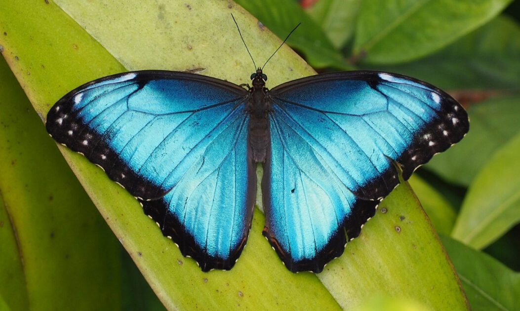 Borboleta-azul (Morpho helenor) com asas iridescentes abertas em área de floresta tropical, destacando a cor azul metálica típica das borboletas da Amazônia.