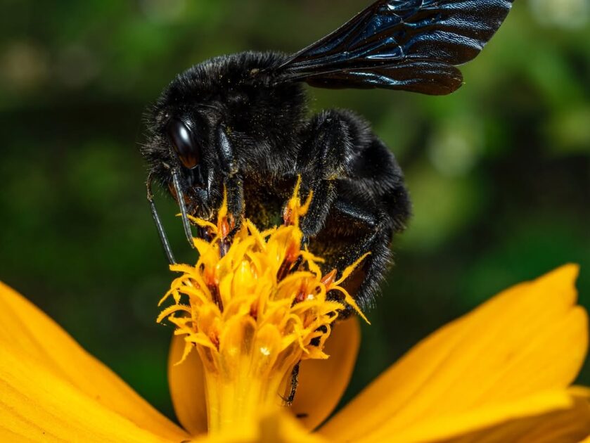 Abelhas-rainhas conseguem sobreviver debaixo d’água por dias, aponta pesquisa 2 As abelhas-rainhas das mamangabas (gênero Bombus) desenvolveram uma capacidade surpreendente para enfrentar um dos riscos crescentes associados às mudanças climáticas: a inundação do solo durante o inverno. Um novo estudo mostra que essas espécies conseguem permanecer vivas por até oito dias completamente submersas e continuam respirando nesse período.
Fotos por @andredematosalves – @meliponiculturaoficial