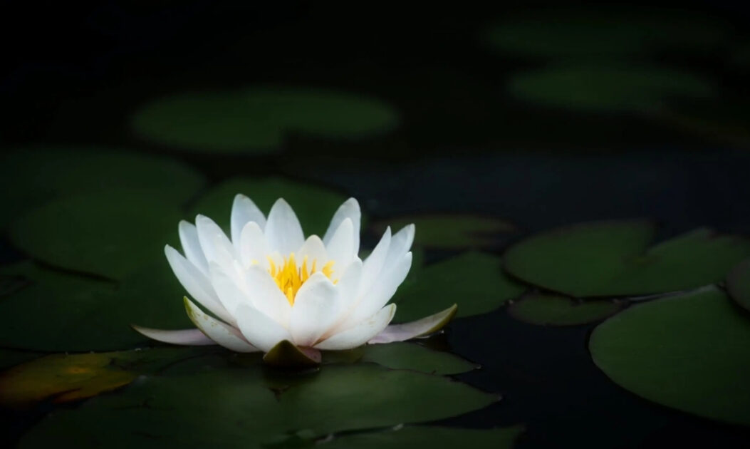 flores da Amazônia com cores vibrantes em ambiente de floresta tropical

Nenúfar (Nymphaea sp.)