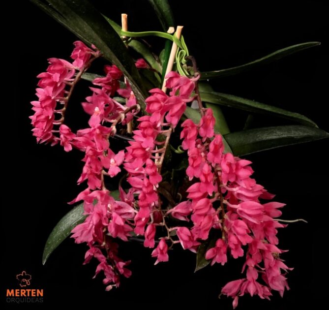 Orquídea-chuva-de-ouro (Rodriguezia lanceolata)

As orquídeas estão entre as flores da Amazônia mais sofisticadas e diversas, conhecidas pela variedade impressionante de formas, cores e aromas. Muitas espécies vivem sobre troncos e galhos, usando as árvores apenas como suporte, em uma relação harmônica com o ambiente. 