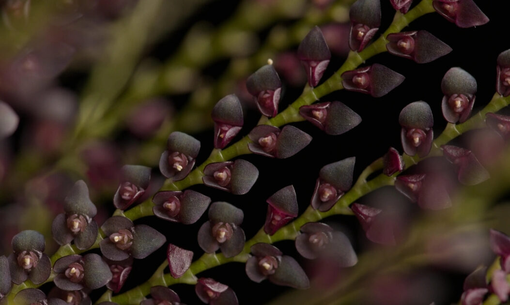 Orquídea-miniatura (Stelis sp.)

As orquídeas estão entre as flores da Amazônia mais sofisticadas e diversas, conhecidas pela variedade impressionante de formas, cores e aromas. Muitas espécies vivem sobre troncos e galhos, usando as árvores apenas como suporte, em uma relação harmônica com o ambiente. 