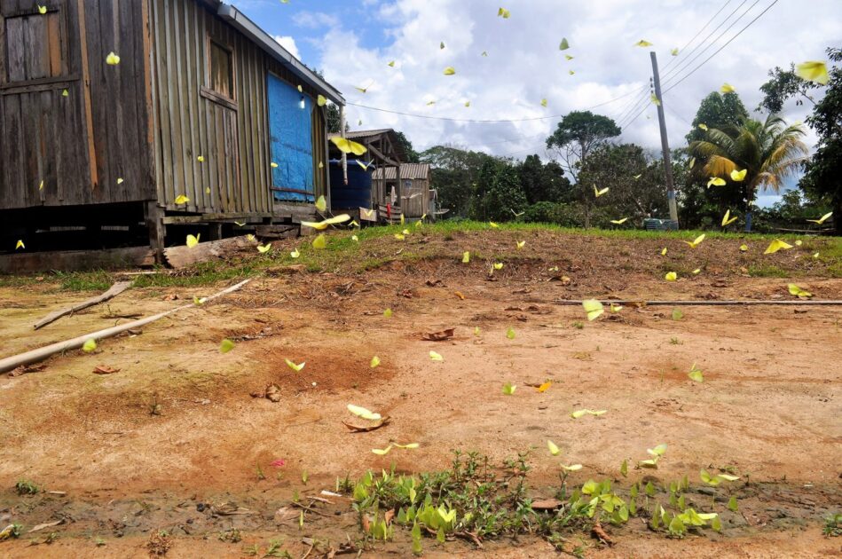 Panapaná com grande agrupamento de borboletas amarelas do gênero Phoebis nas margens de um rio amazônico durante a vazante