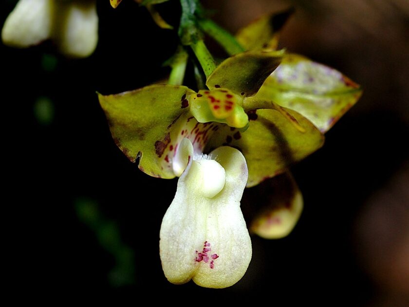 Polystachya (Polystachya estrellensis)

As orquídeas estão entre as flores da Amazônia mais sofisticadas e diversas, conhecidas pela variedade impressionante de formas, cores e aromas. Muitas espécies vivem sobre troncos e galhos, usando as árvores apenas como suporte, em uma relação harmônica com o ambiente. 