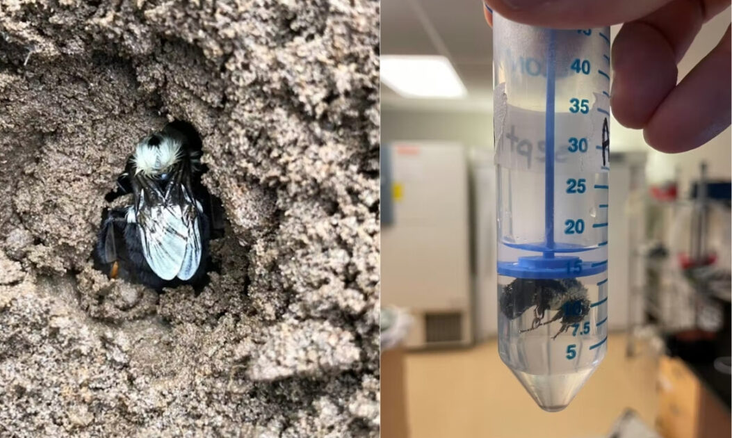Abelhas-rainhas conseguem sobreviver debaixo d’água por dias, aponta pesquisa 1 Abelha-rainha submersa respirando debaixo d’água durante experimento científico com abelhas-rainhas à esq. Abelha-rainha em toca subterrânea durante hibernação, comportamento típico das abelhas-rainhas no inverno à dir.