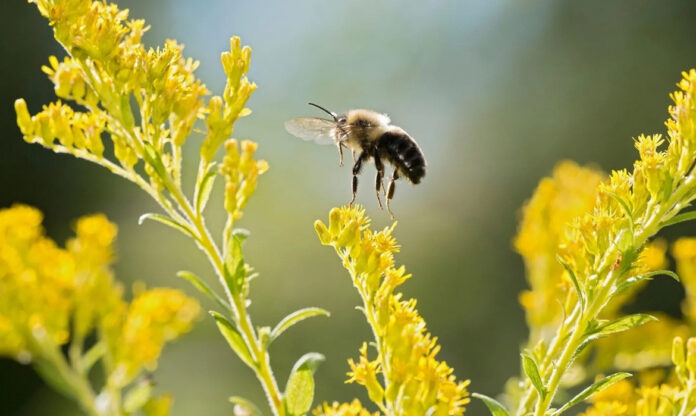 Abelha mamangaba em flor, espécie de abelhas-rainhas do gênero Bombus