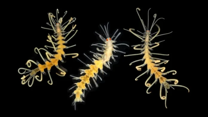 Amblyosyllis madeirensis, verme marinho descrito na Madeira (Portugal), evidencia a riqueza e os desafios de catalogar a biodiversidade marinha global.