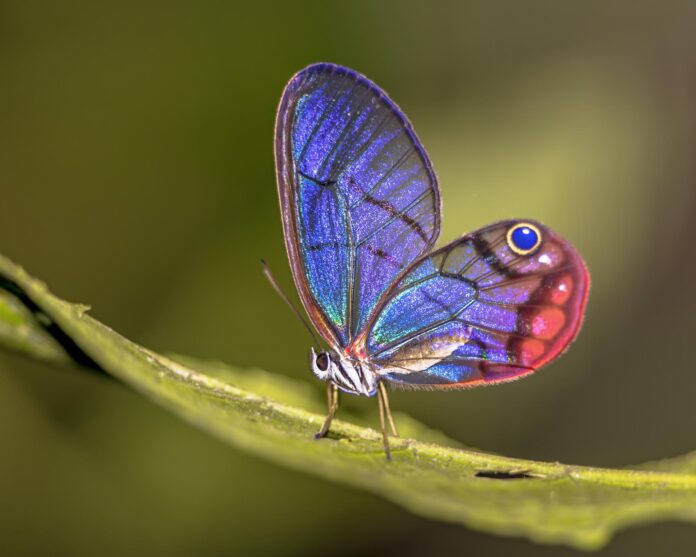 Borboleta transparente Cithaerias andromeda em floresta tropical, exemplo da diversidade das borboletas da Amazônia