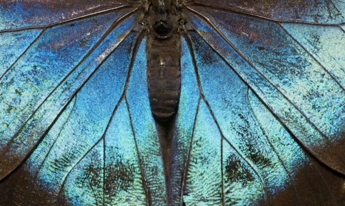 Close macro das asas da Morpho helenor revela estrutura iridescente das borboletas da Amazônia.