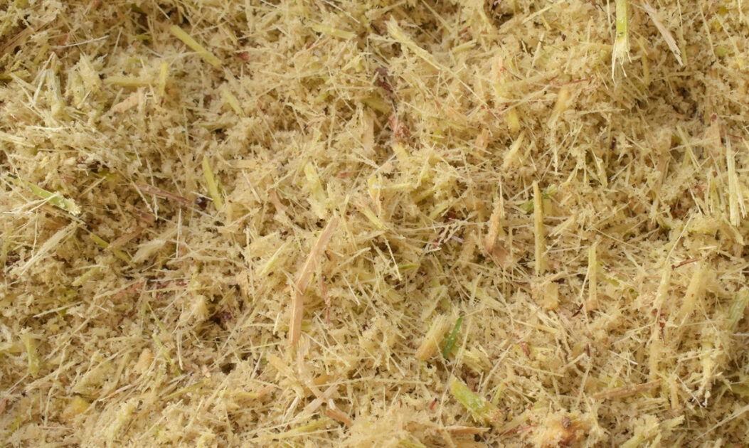 Bagaço de cana-de-açúcar utilizado como matéria-prima para produzir enzima sustentável na indústria de papel.