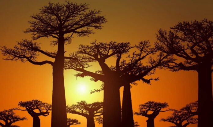 Baobá gigante (Adansonia madagascariensis) em paisagem aberta de Madagascar, representando a vegetação típica das florestas africanas.
