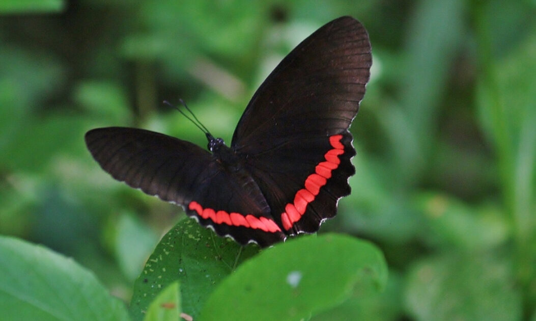 Borboleta-de-borda-vermelha (Biblis hyperia)
